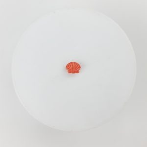 Pasante de concha de mar