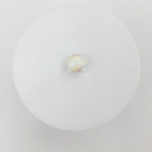 Pasante de concha de mar